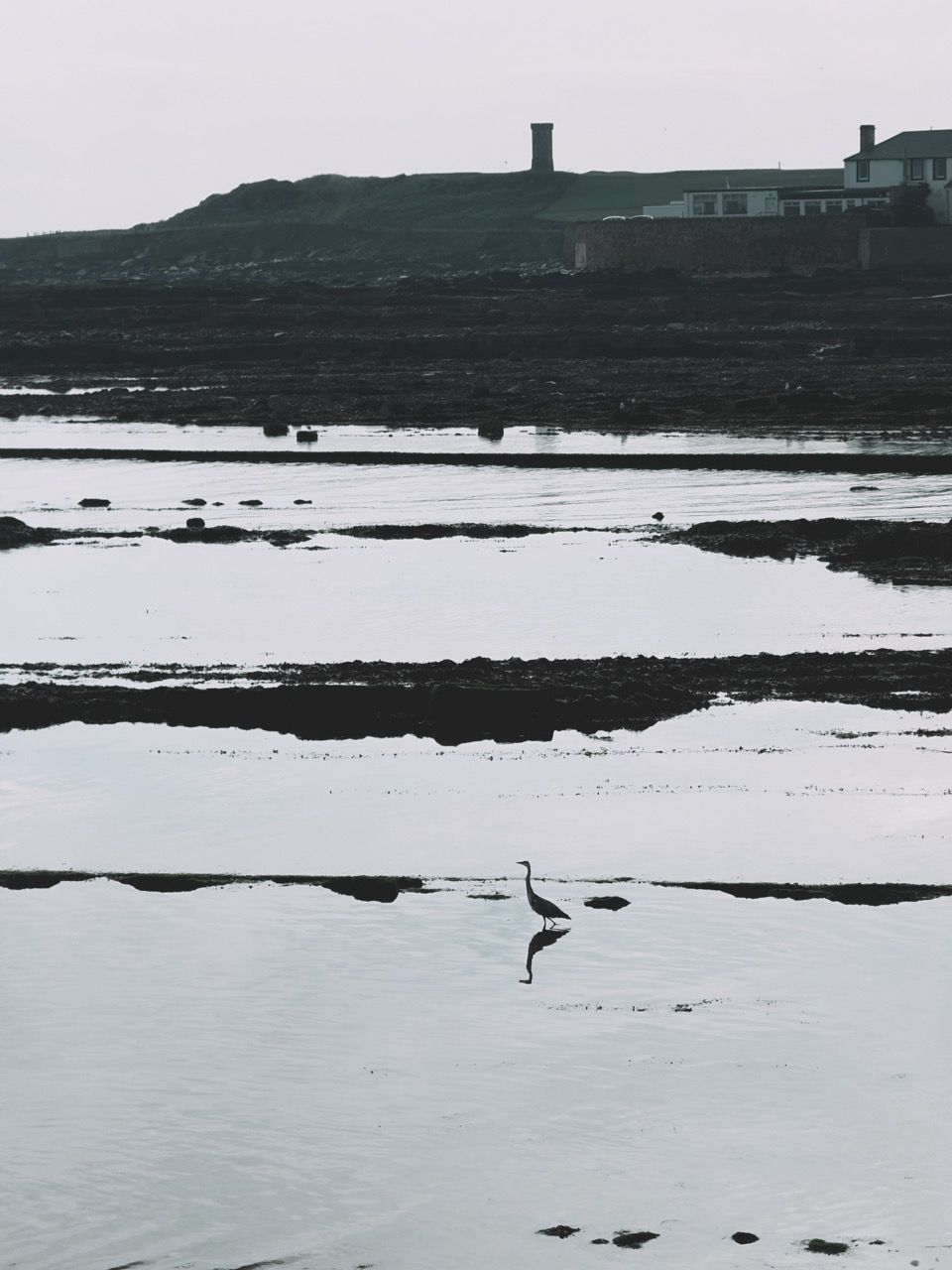 Anstruther June 2025 herons Large 1