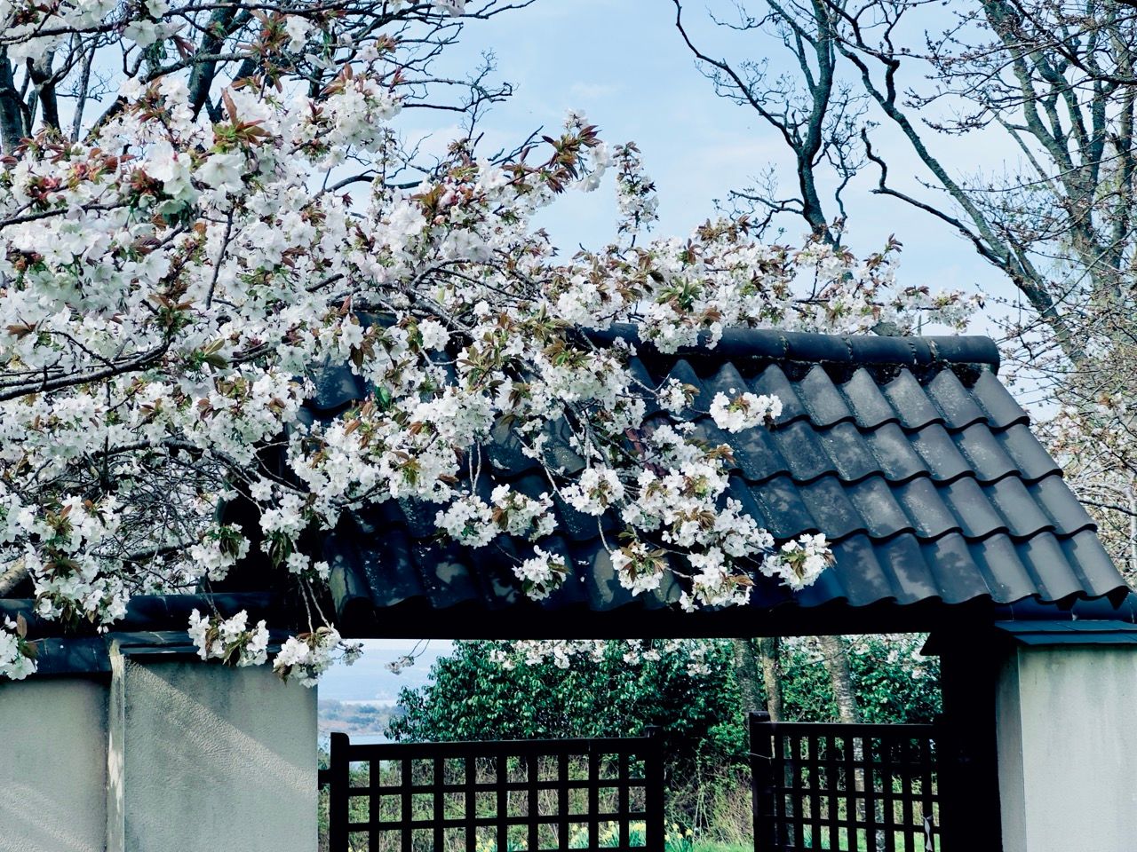 Apr 2025 Lauriston Castle Edinburgh white cherry blossoms Large