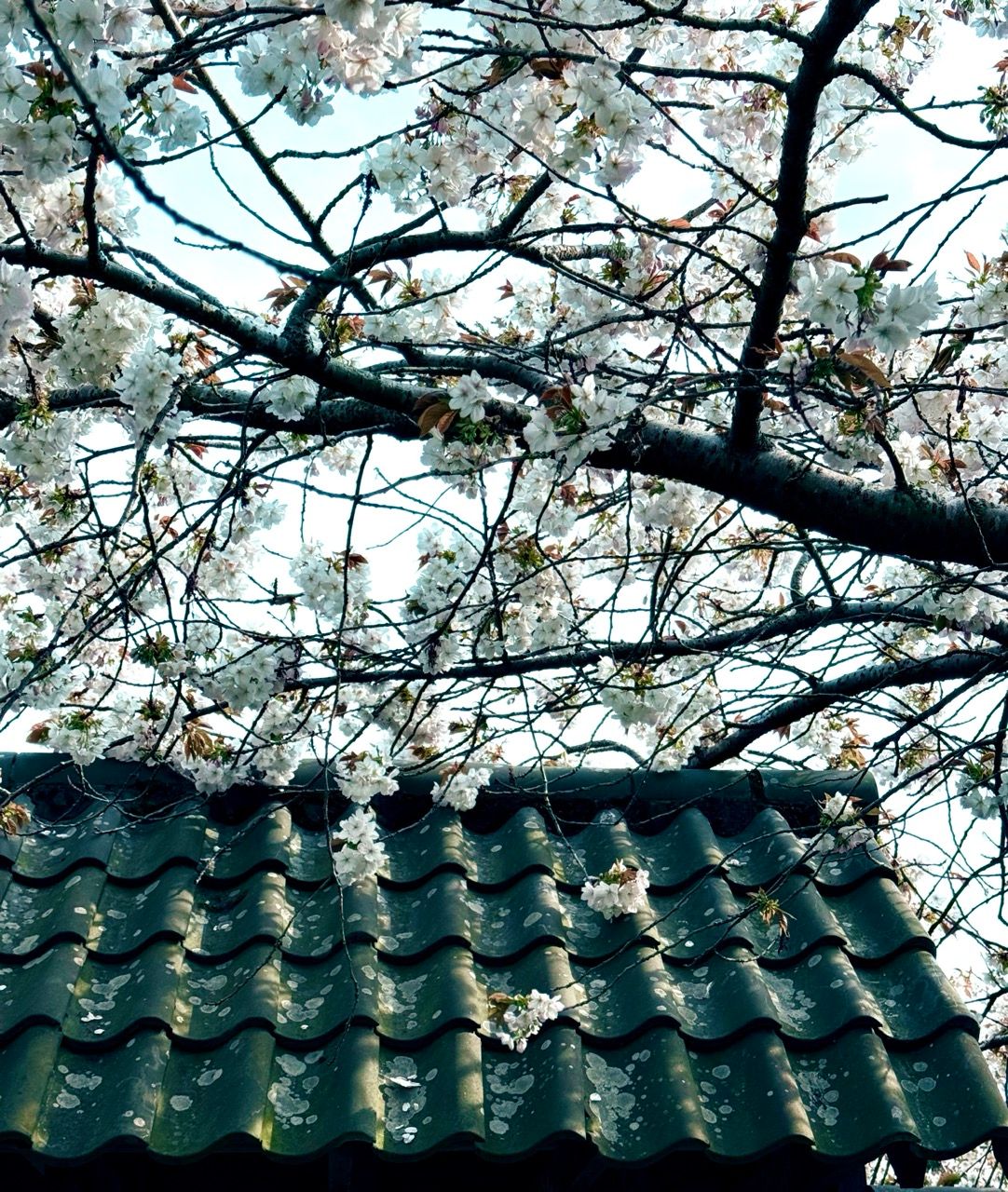 Apr 2025 Lauriston Castle Garden Edinburgh white cherry blossoms Large