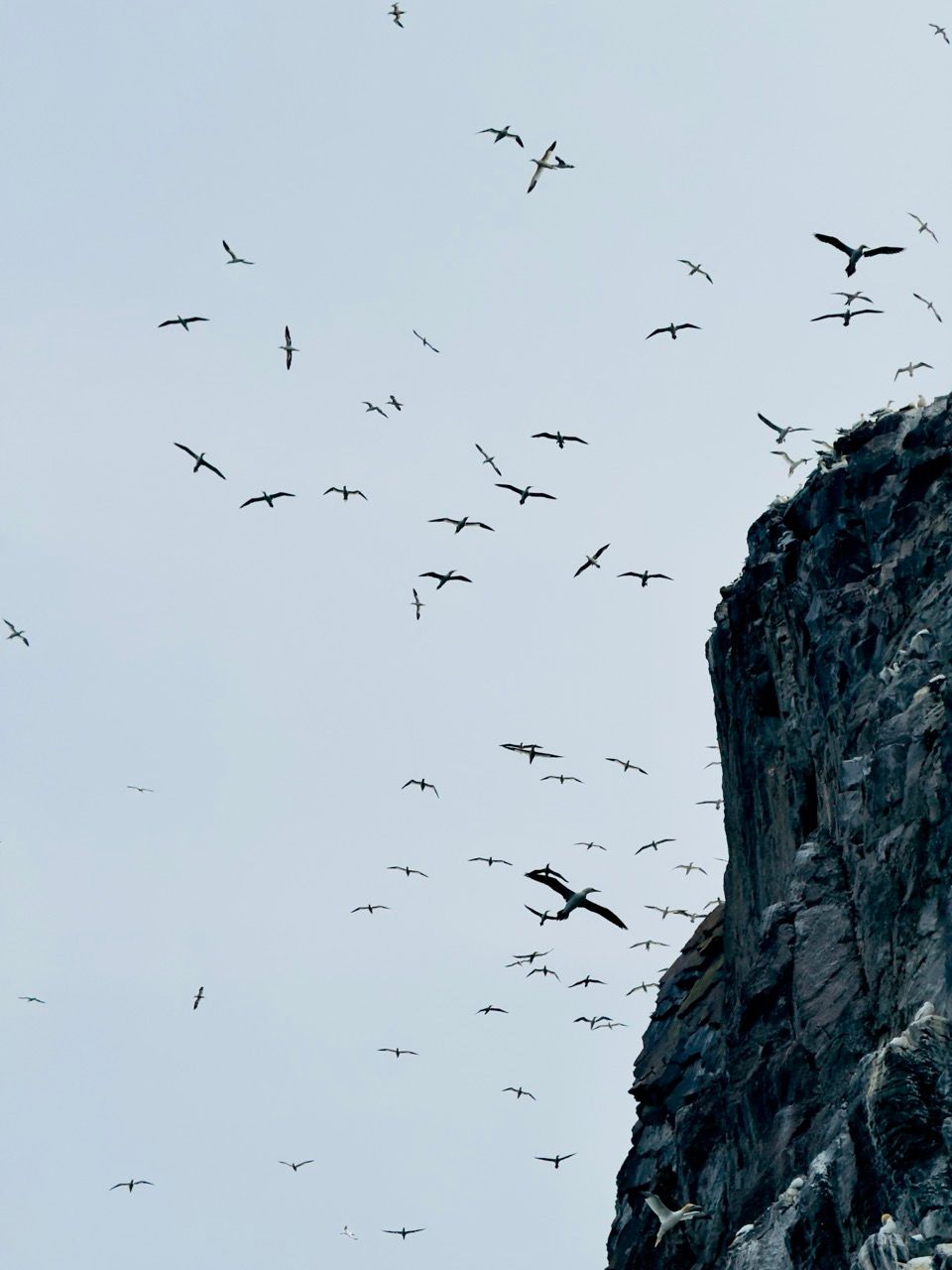 Bass Rock North Berwick June 25 2 Large