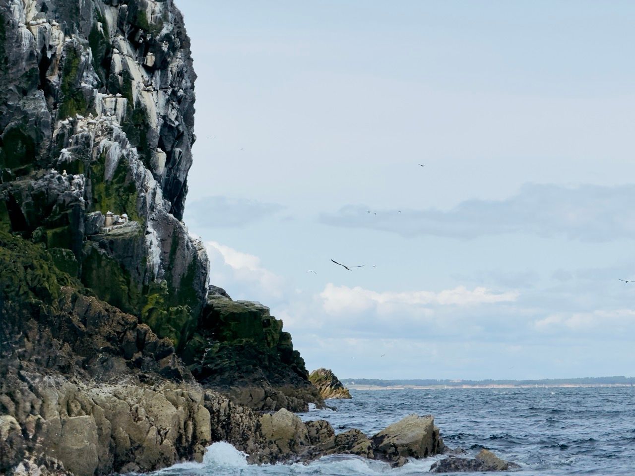 Bass Rock North Berwick June 25 3 Large