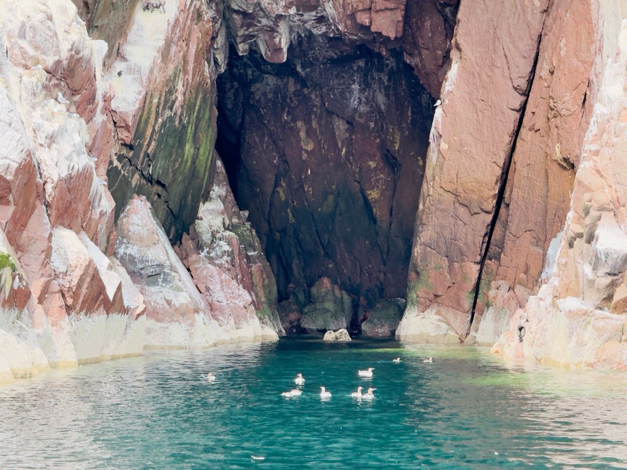 Bass Rock North Berwick June 25 5 Large