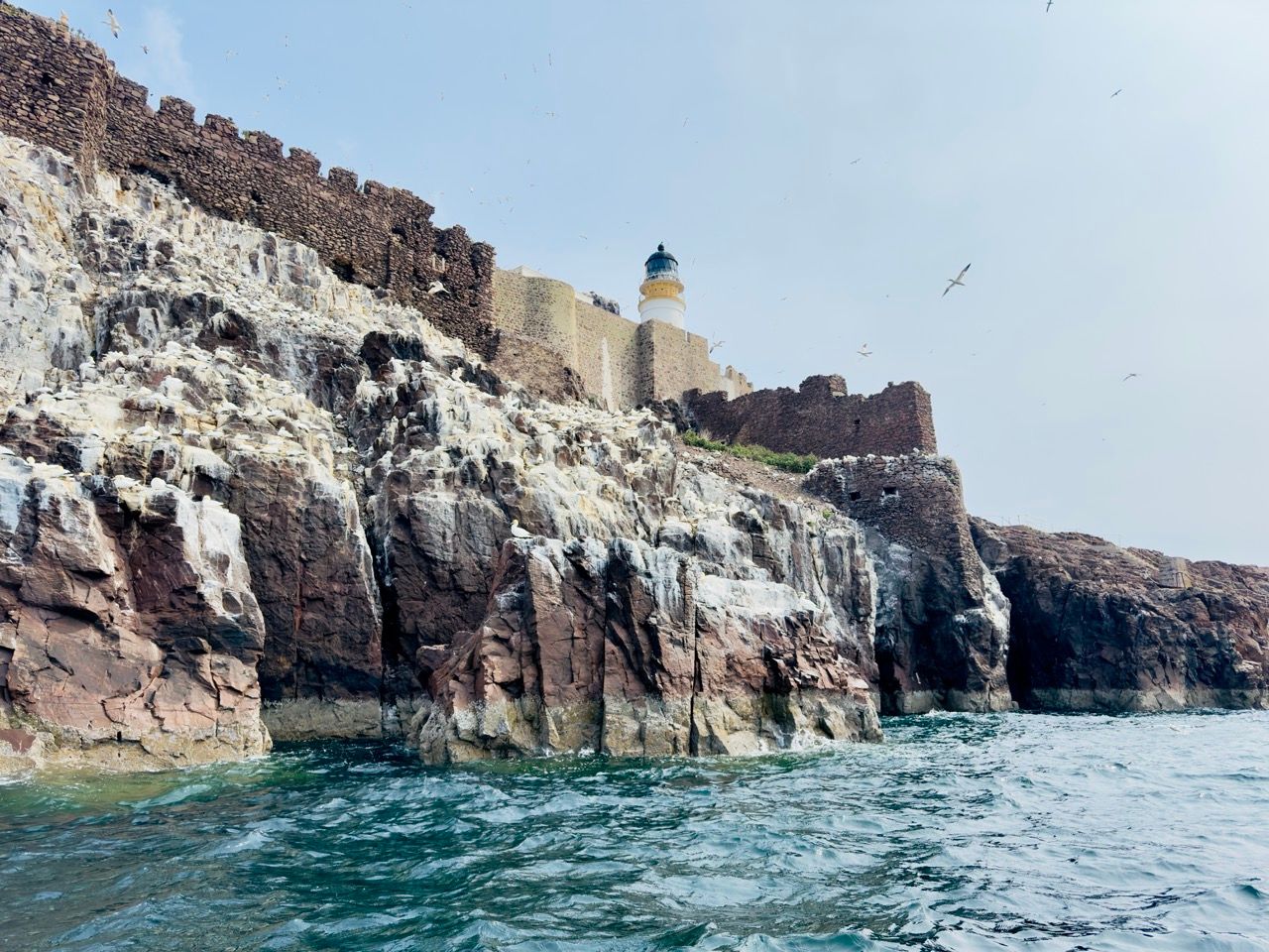 Bass Rock North Berwick June 25 6 Large