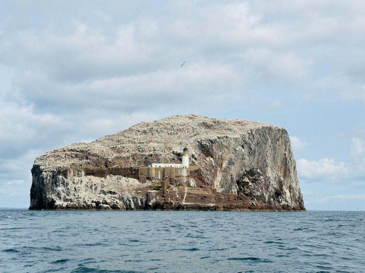Bass Rock North Berwick June 25 7 Large