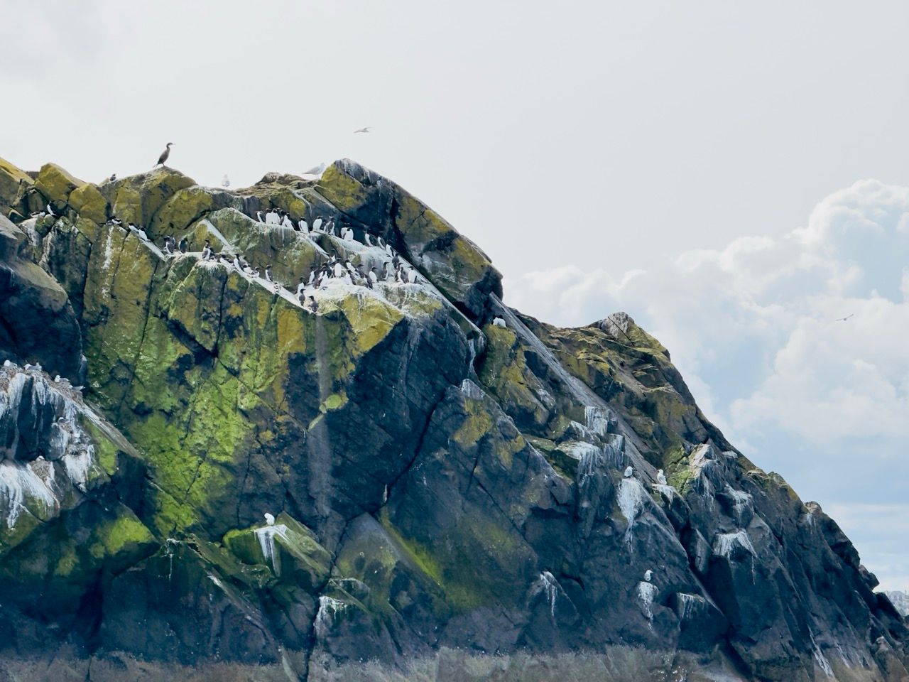 Craigleith Island North Berwick June 25 2 Large