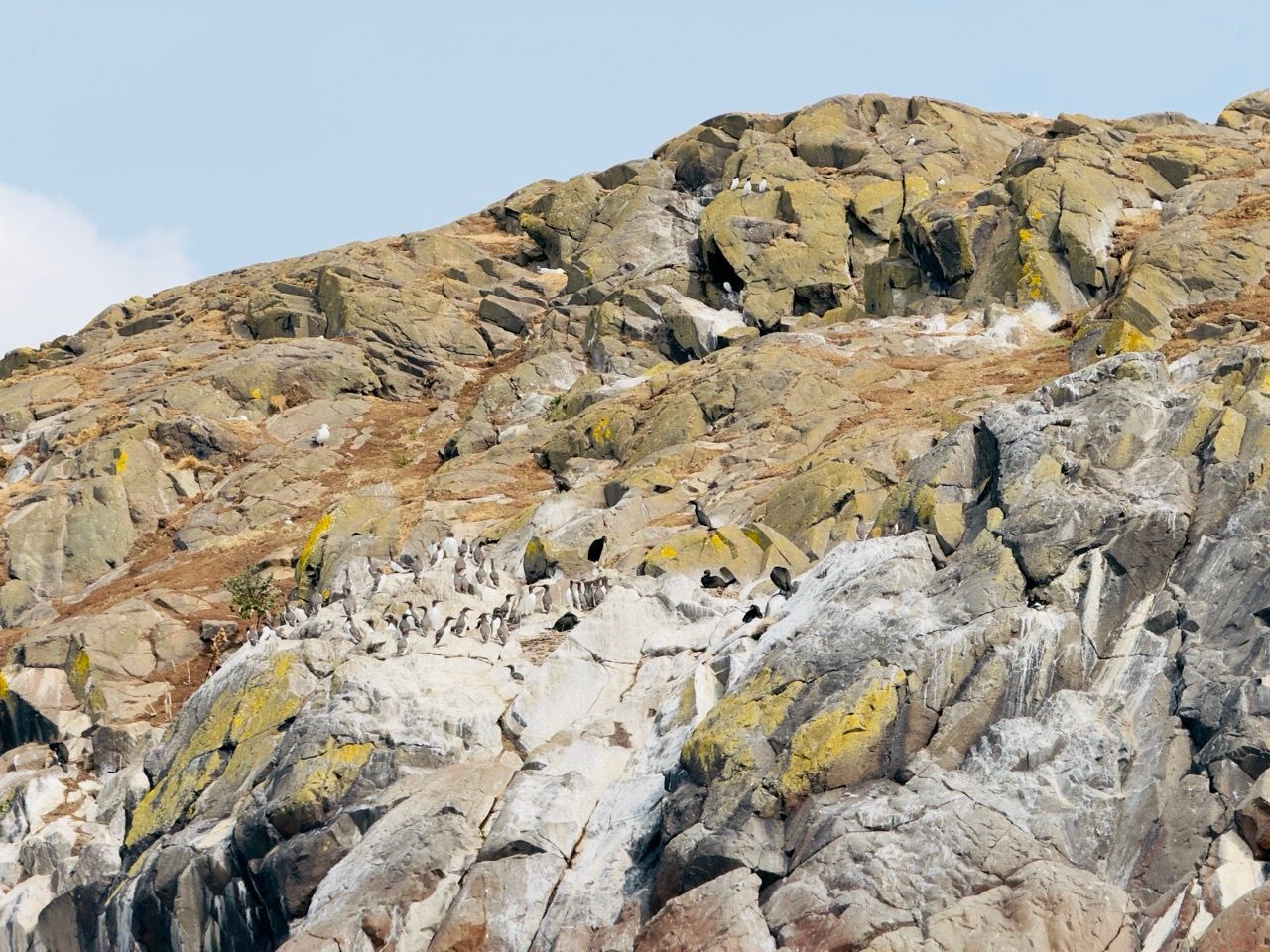 Craigleith Island North Berwick June 25 3 Large