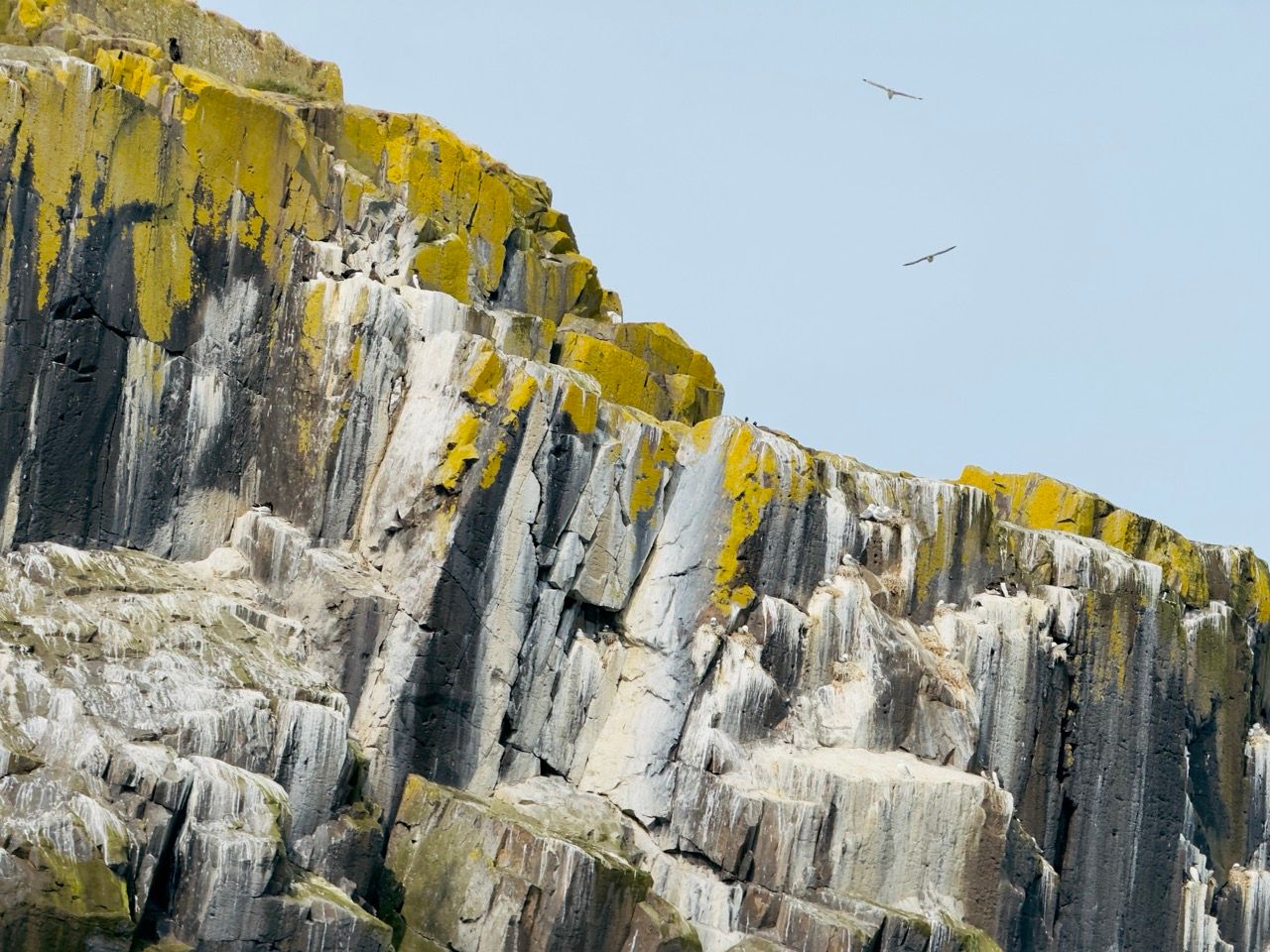 Craigleith Island North Berwick June 25 Large