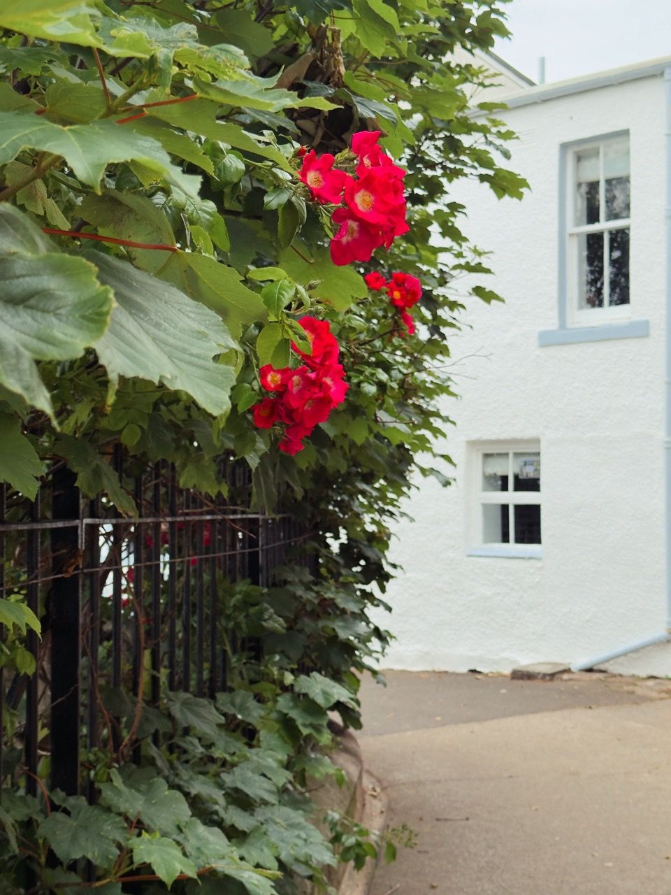 Crail June 2025 10 Large 1