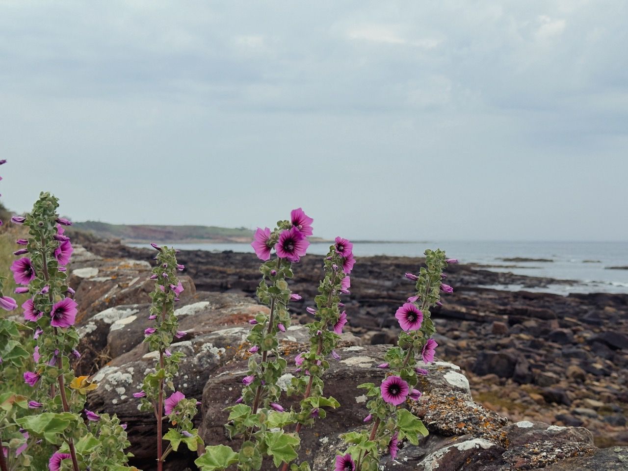 Crail June 2025 11 Large 1