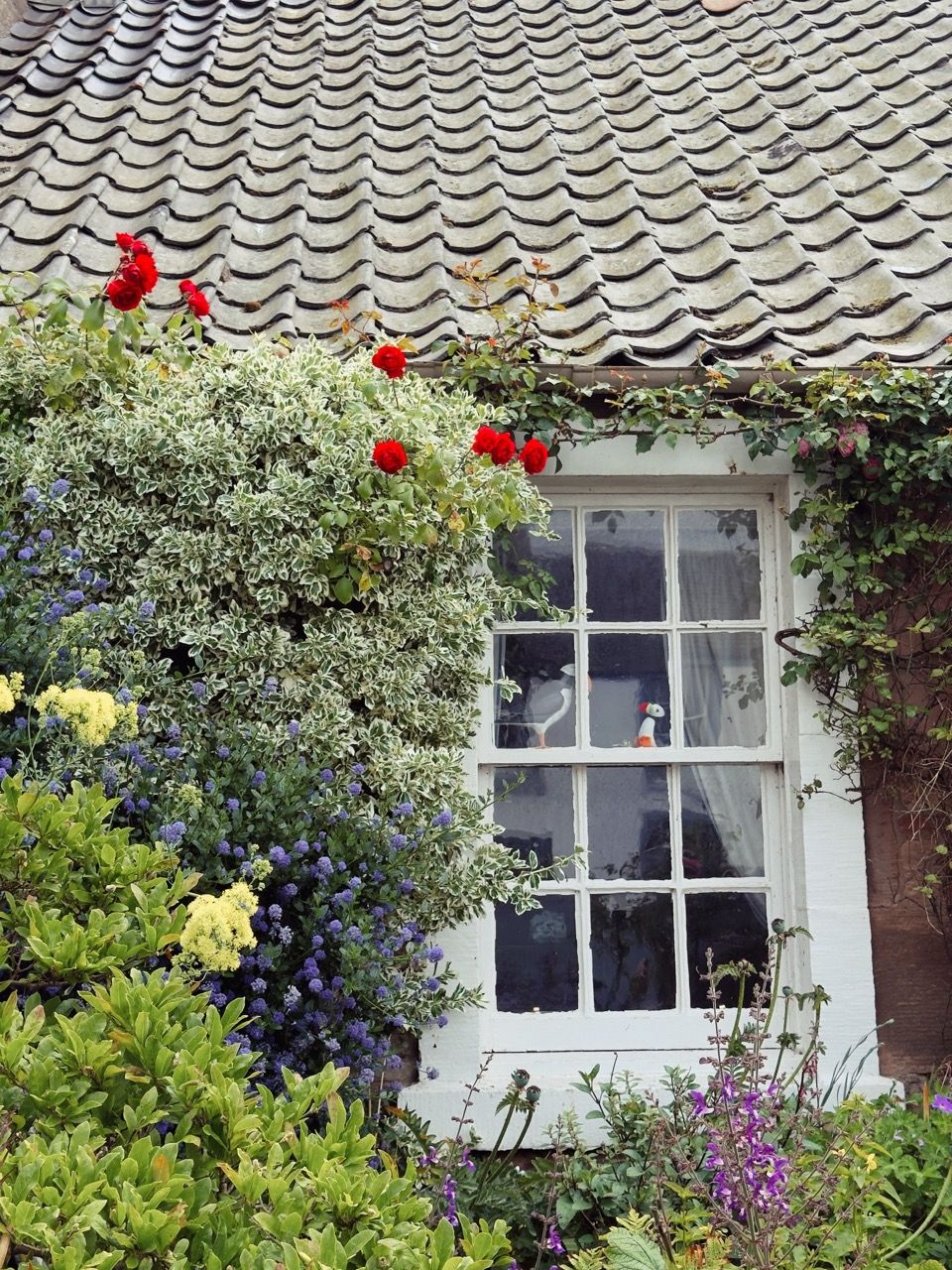 Crail June 2025 2 Large 1