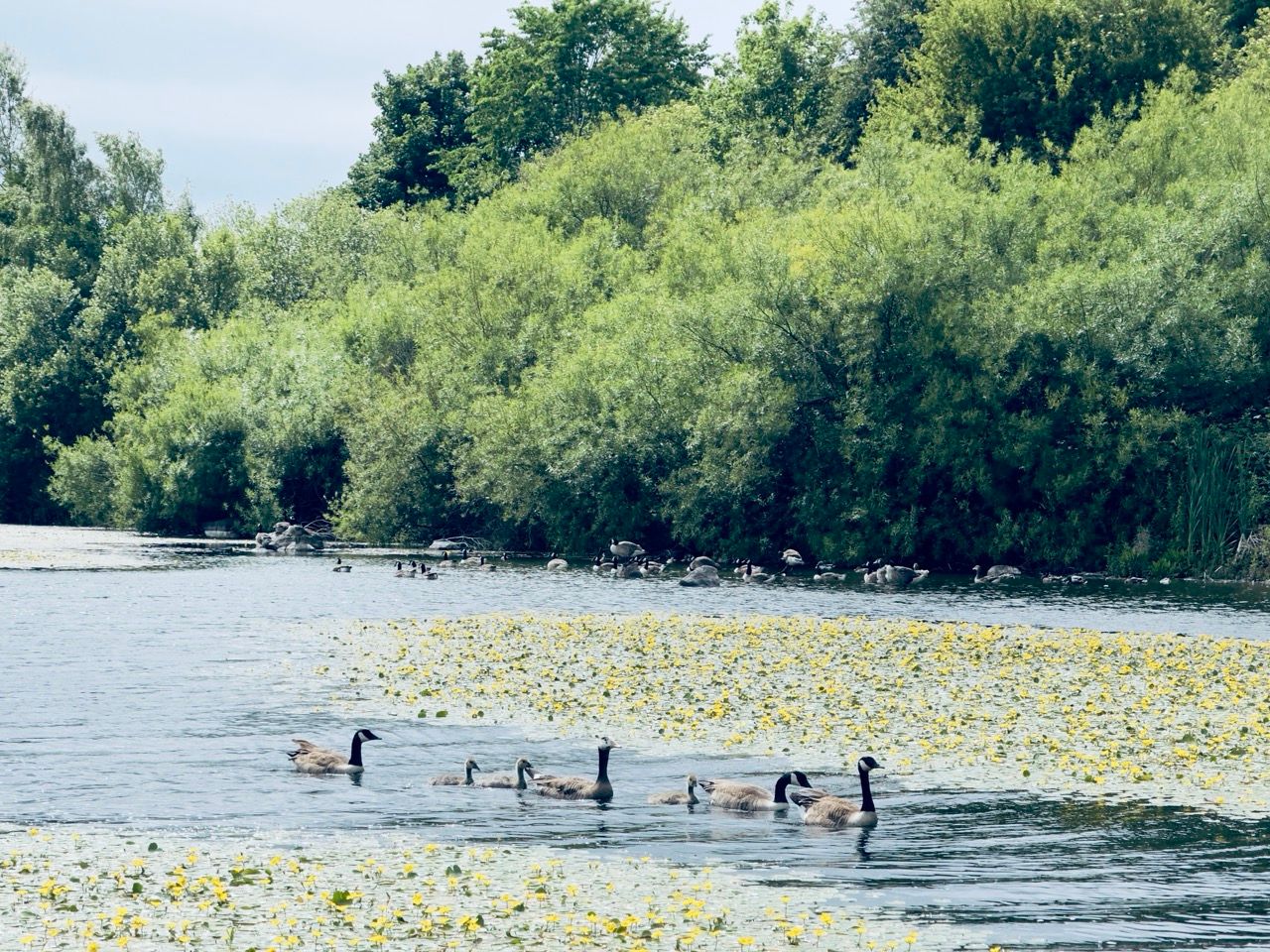 Duddingston loch 2 June 25 Large