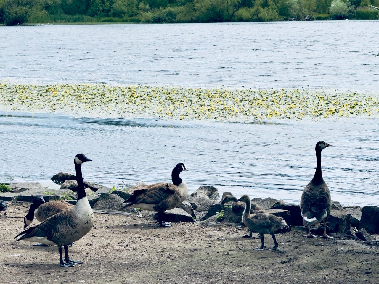 Duddingston loch geese June 25 Large