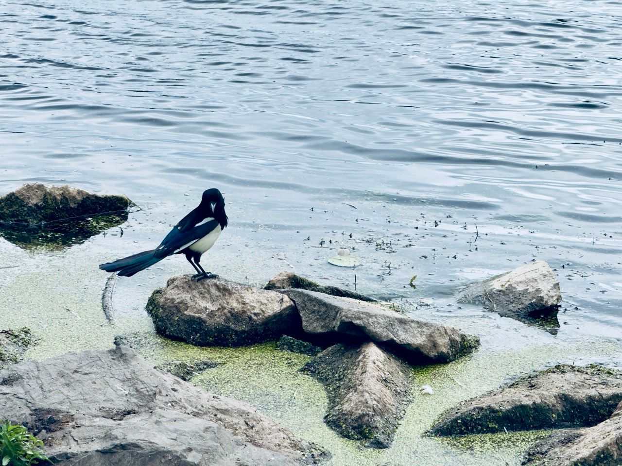 Duddingston pica June 25 Large