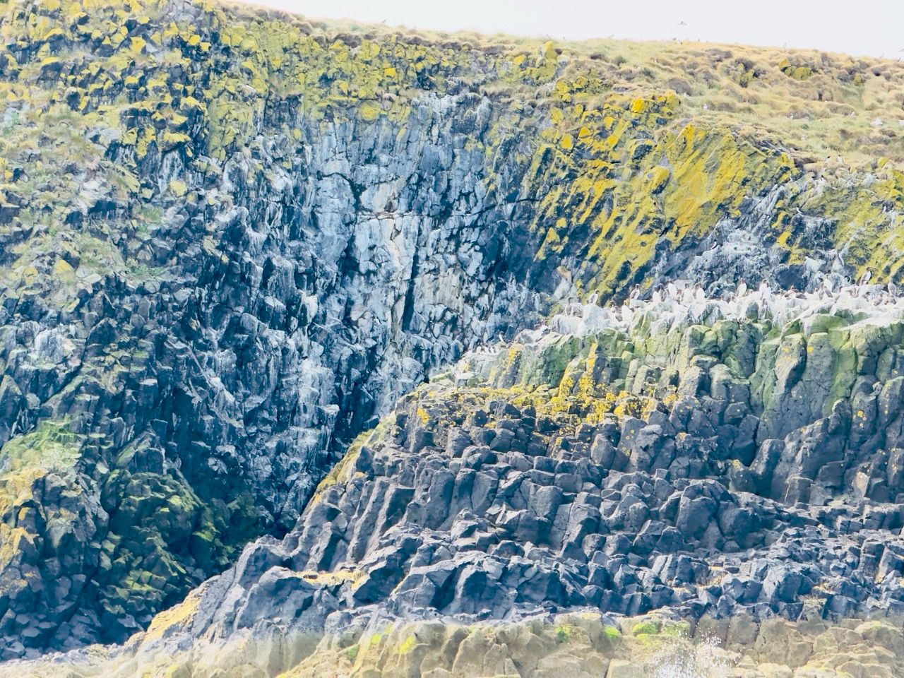 Lamb Island North Berwick June 25 2 Large