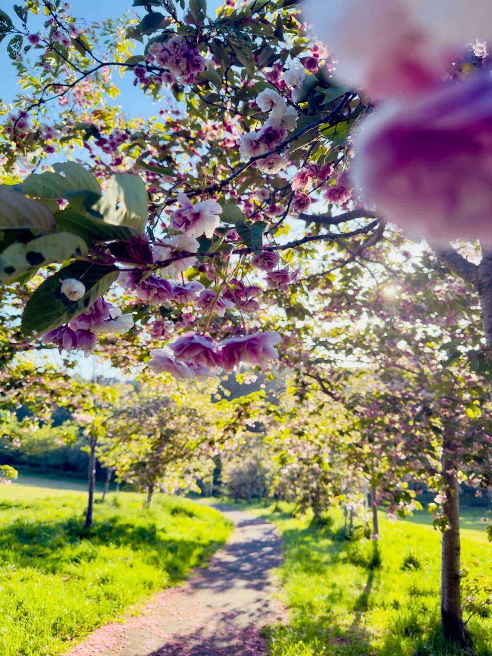 May 2025 Braidburn Valley Park pink cherry blossoms 2 Large