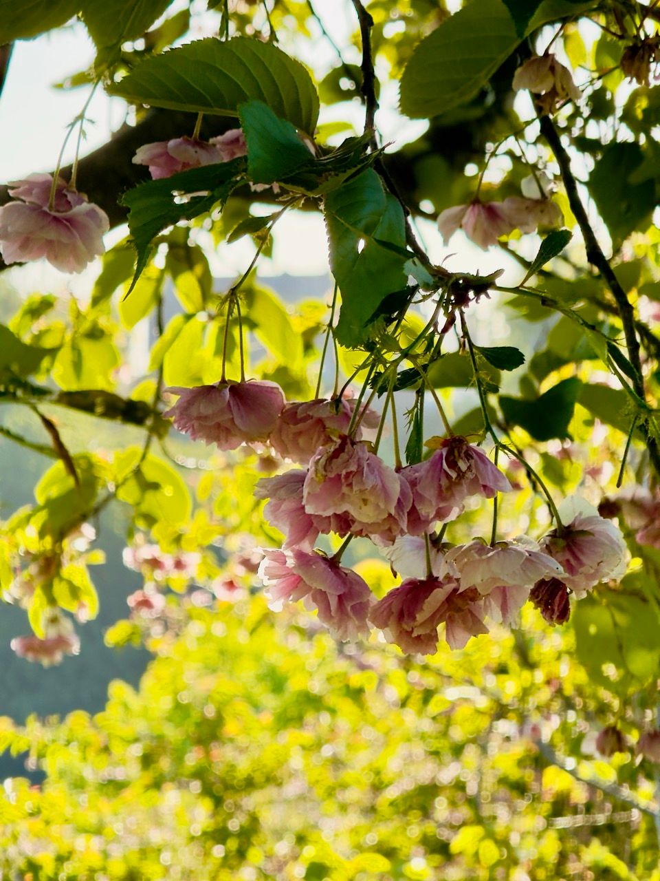 May 2025 Braidburn Valley Park pink cherry blossoms Large