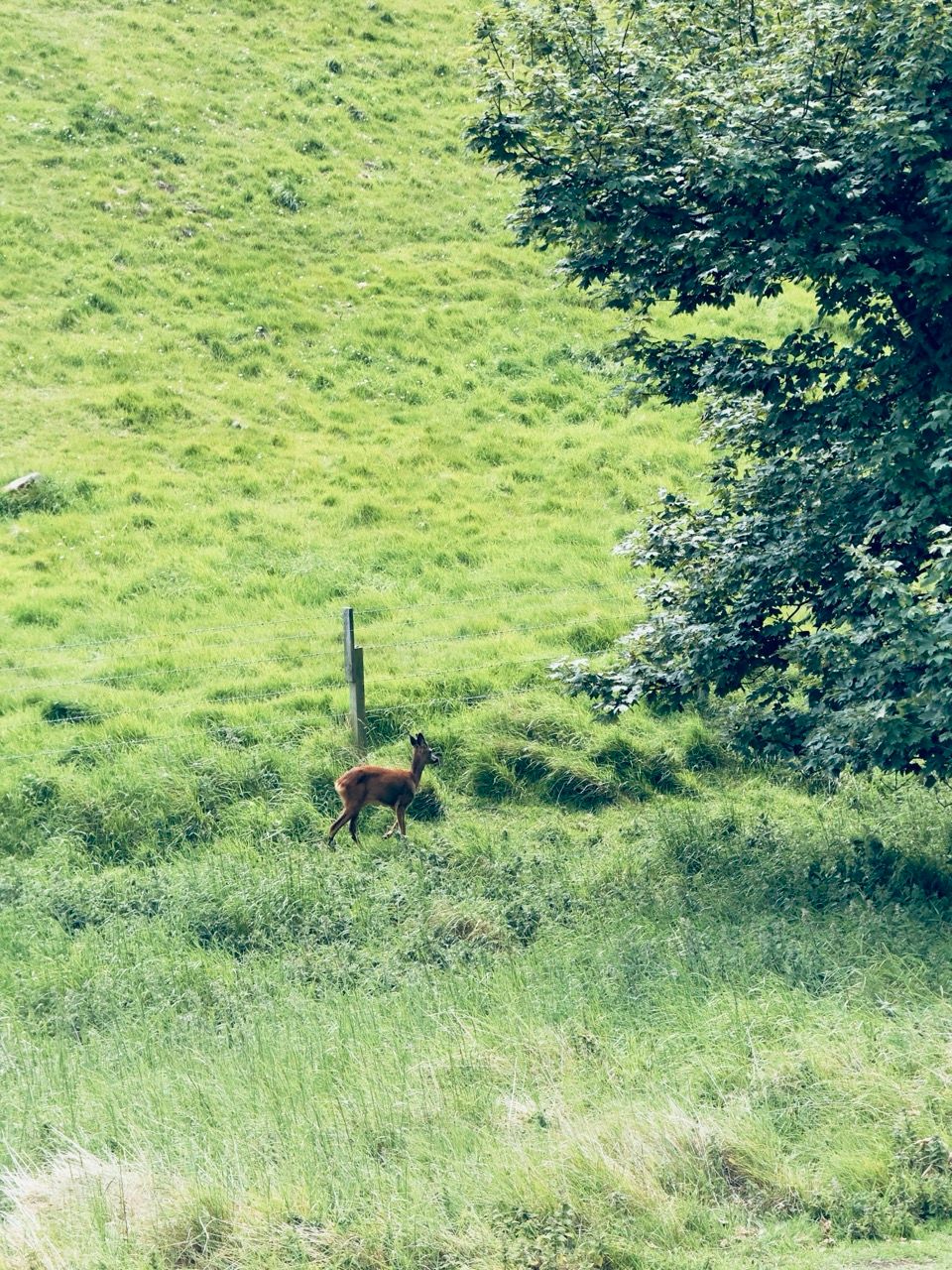 North Berwick Law June 25 1 Large