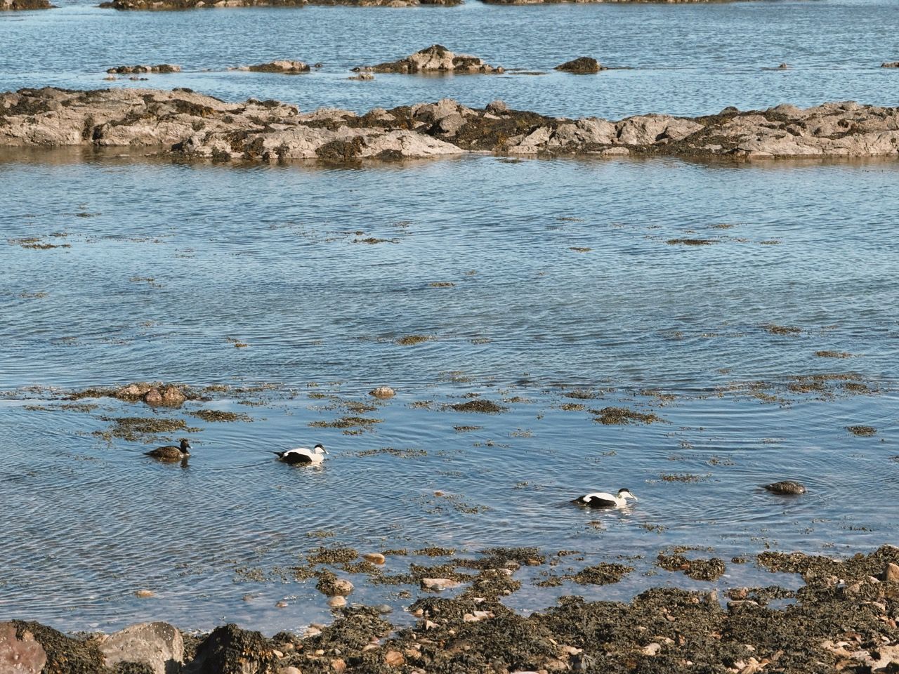 Pittenweem May 2025 8 Large