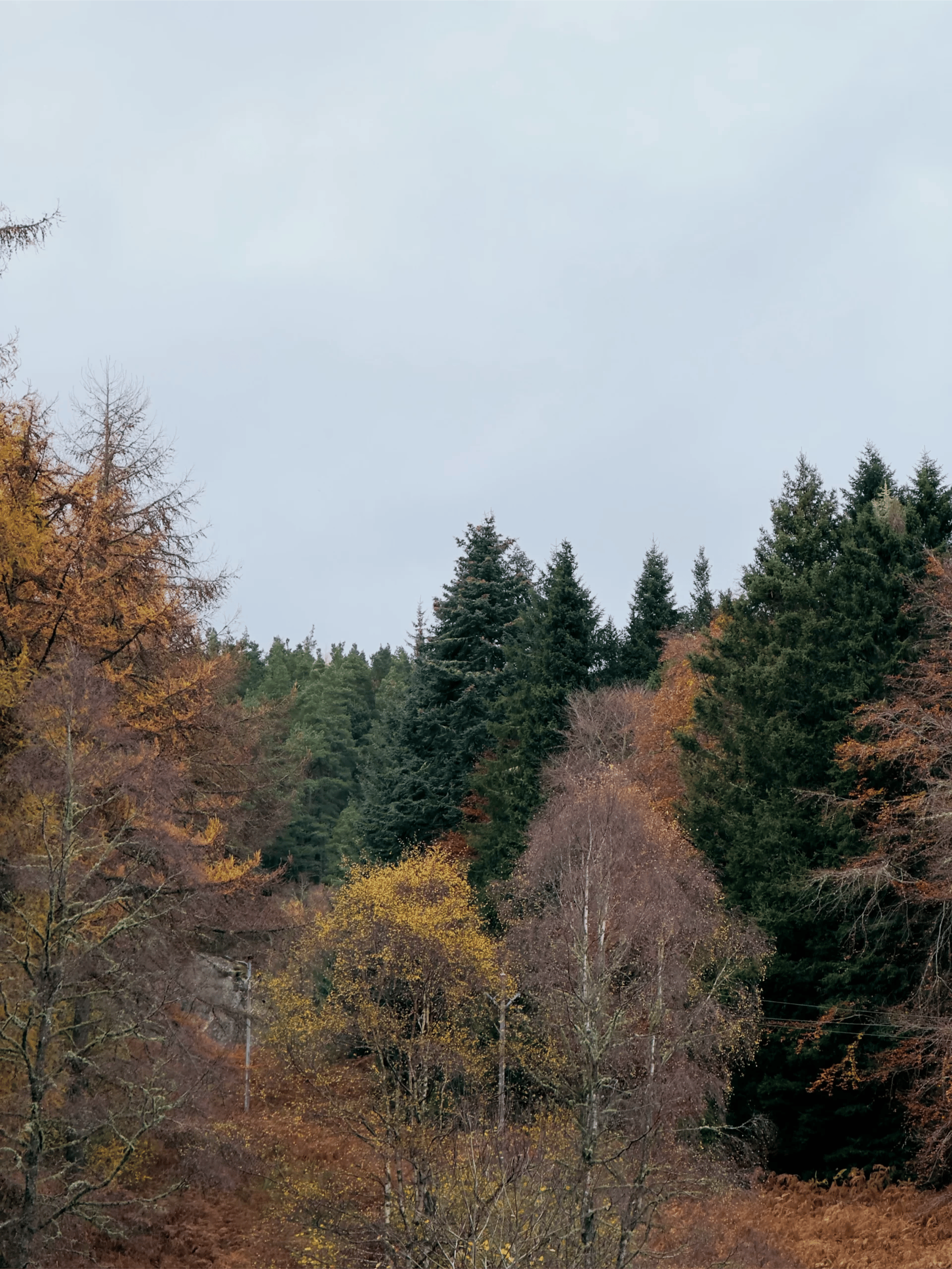 Queen View Pitlochry autumn November 19 scaled