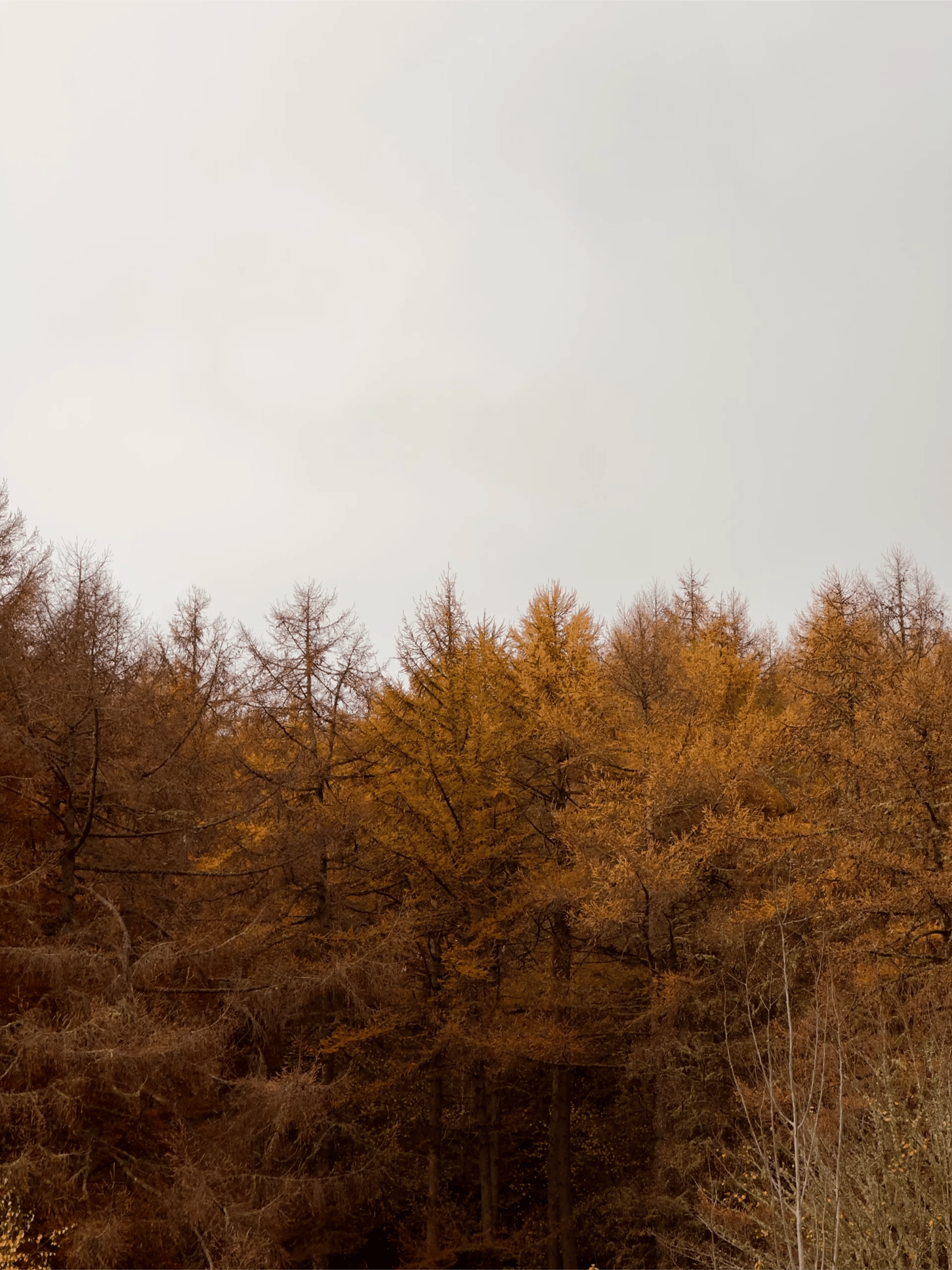 Queen View Pitlochry autumn November 20 scaled