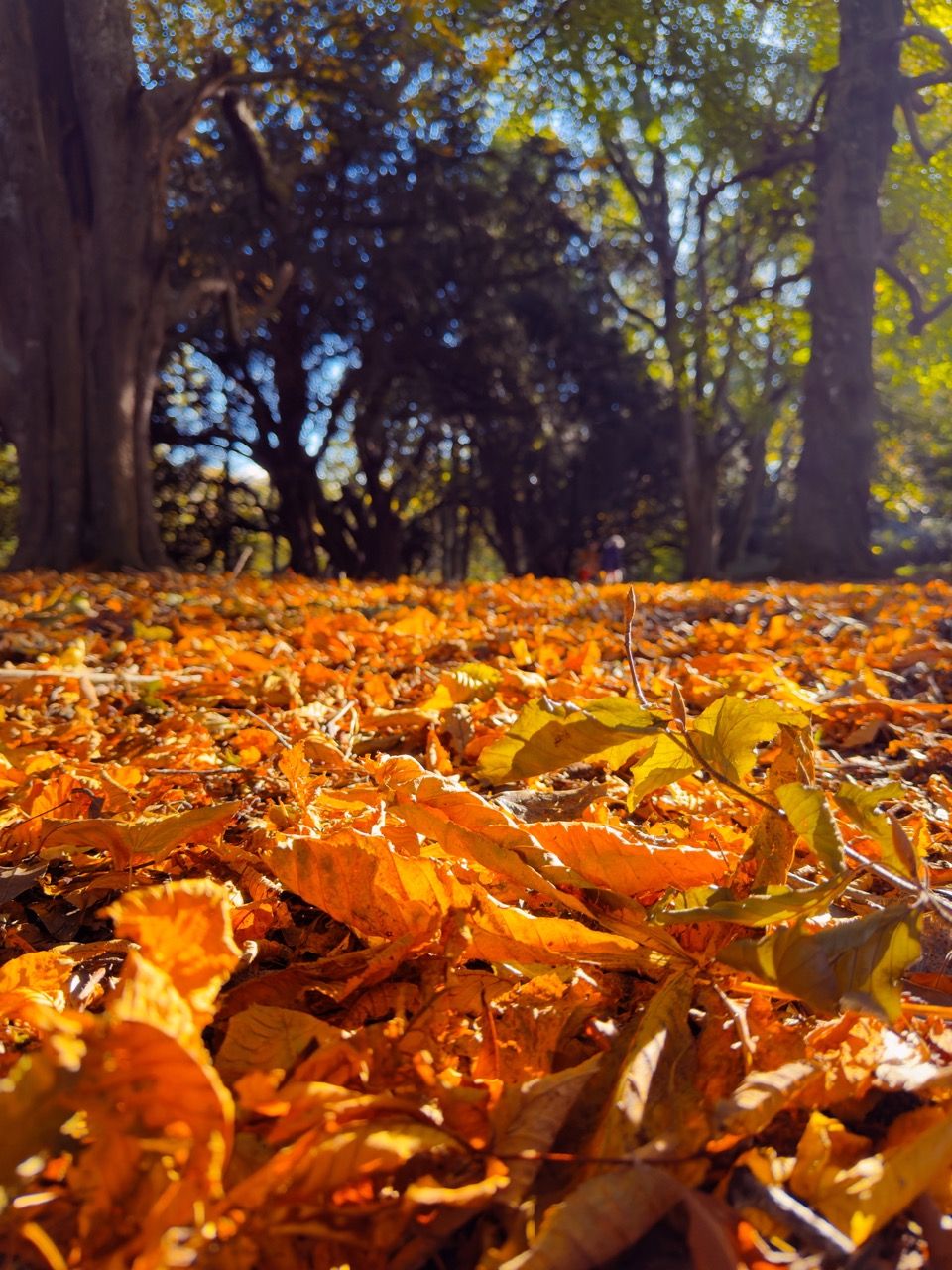 Rosslyn Glen Country Park Rosslyn Glen Country Park