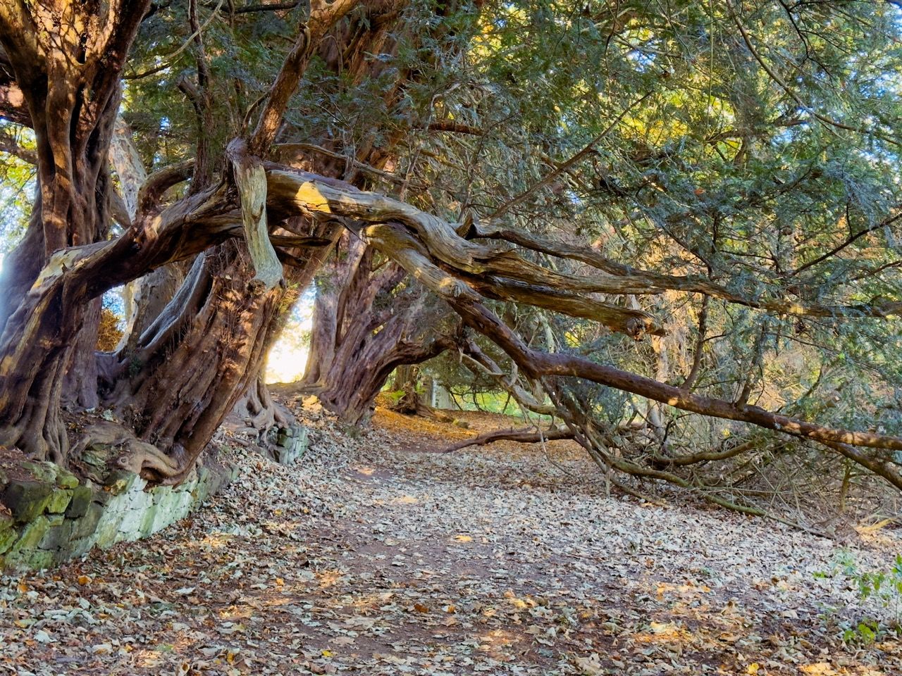 Rosslyn Glen Country Park Rosslyn Glen Country Park