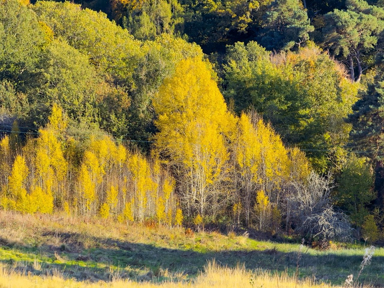 Rosslyn Glen Country Park Oct 25 3 Large 1