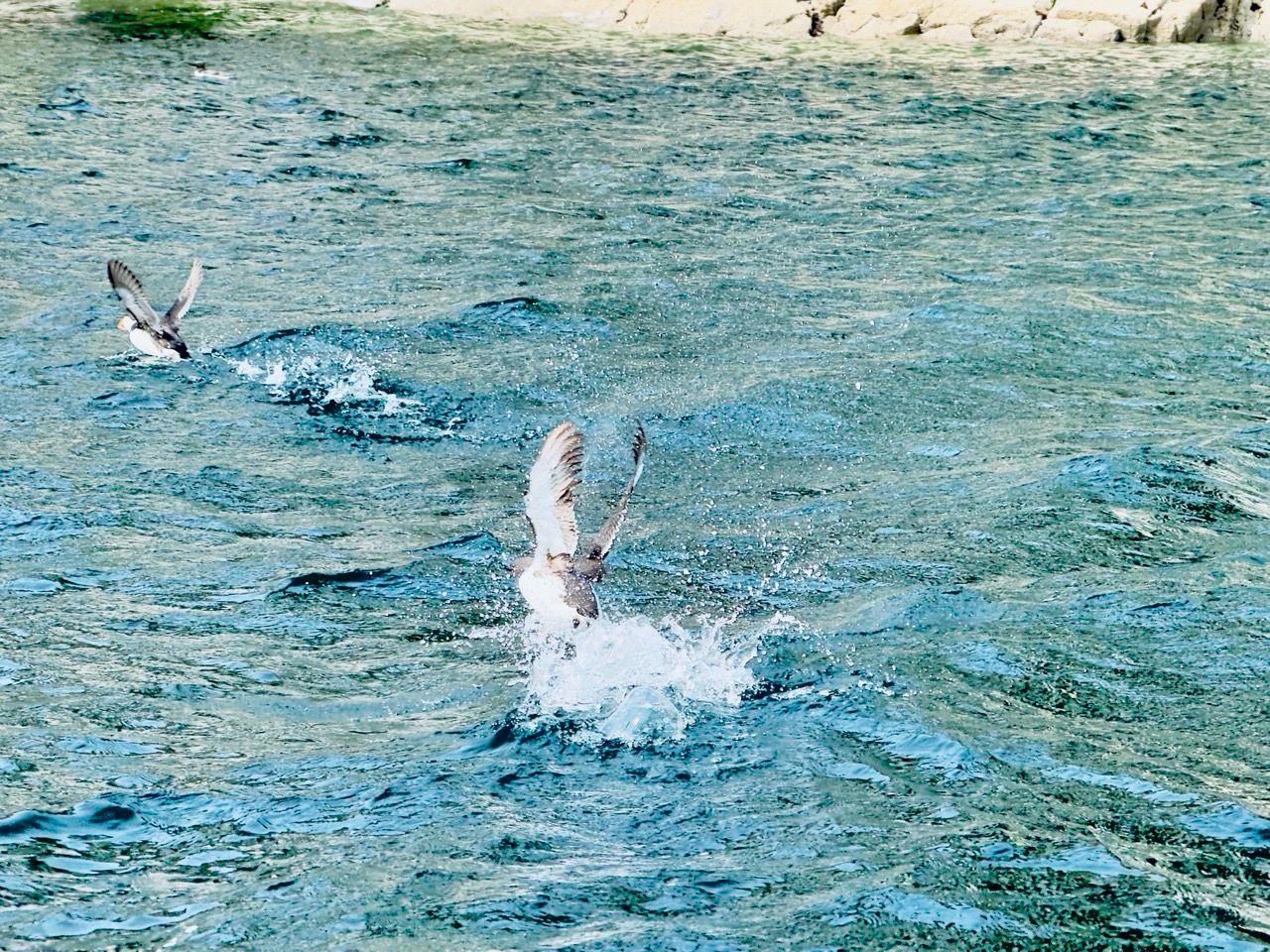puffin North Berwick June 25 1 Large