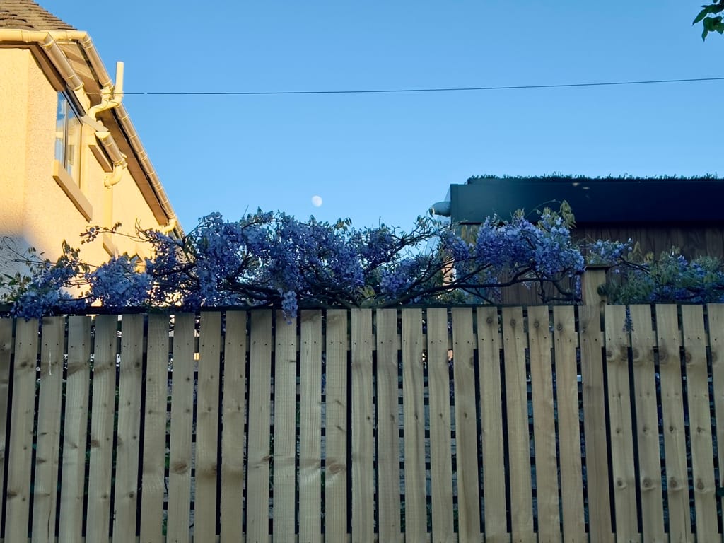 Polwarth morningside Large