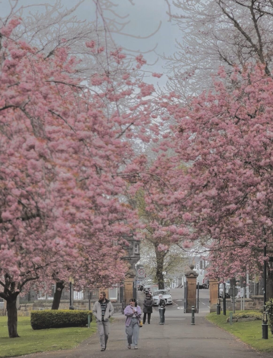 Top 10 Best Places to See Cherry Blossoms in Edinburgh 21 Apr 2025 Pittencrieff Park Dunfermline 1 e1747446051214