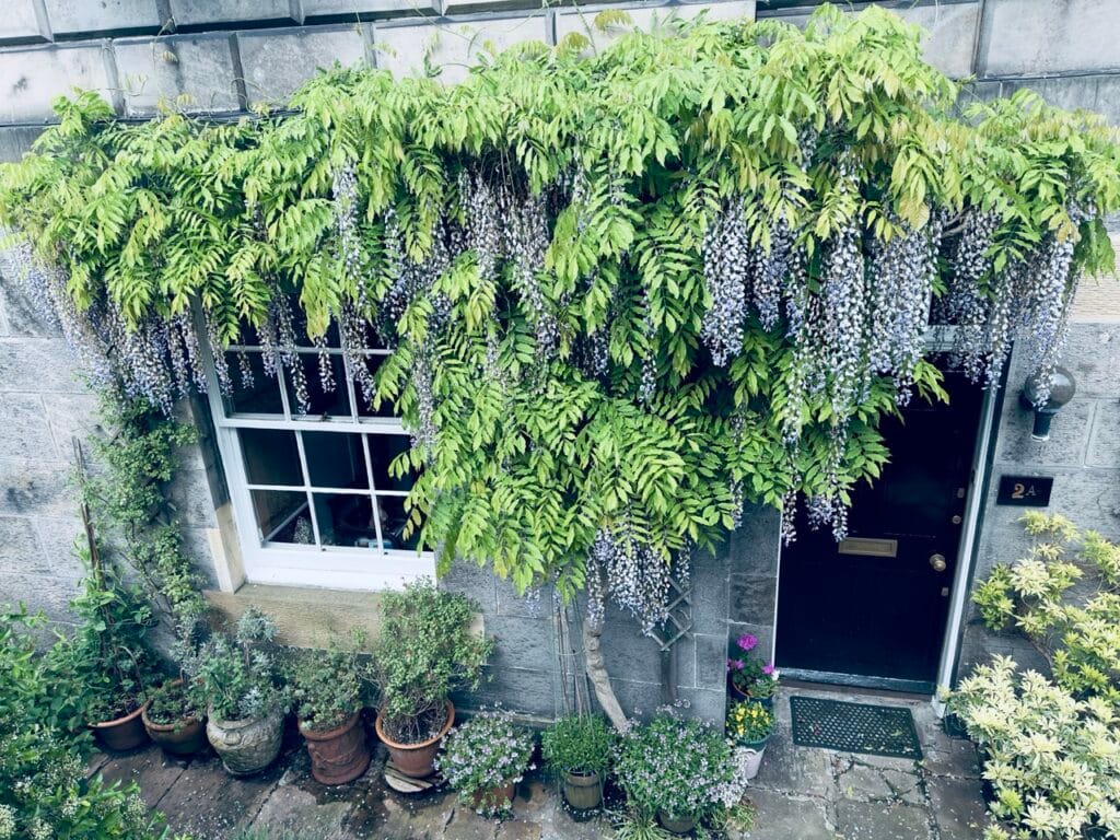 Top 7 Địa Điểm Ngắm Hoa Tử Đằng Đẹp Nhất Ở Edinburgh - Thời Gian Nở Và Gợi Ý Địa Điểm 5 new town Large