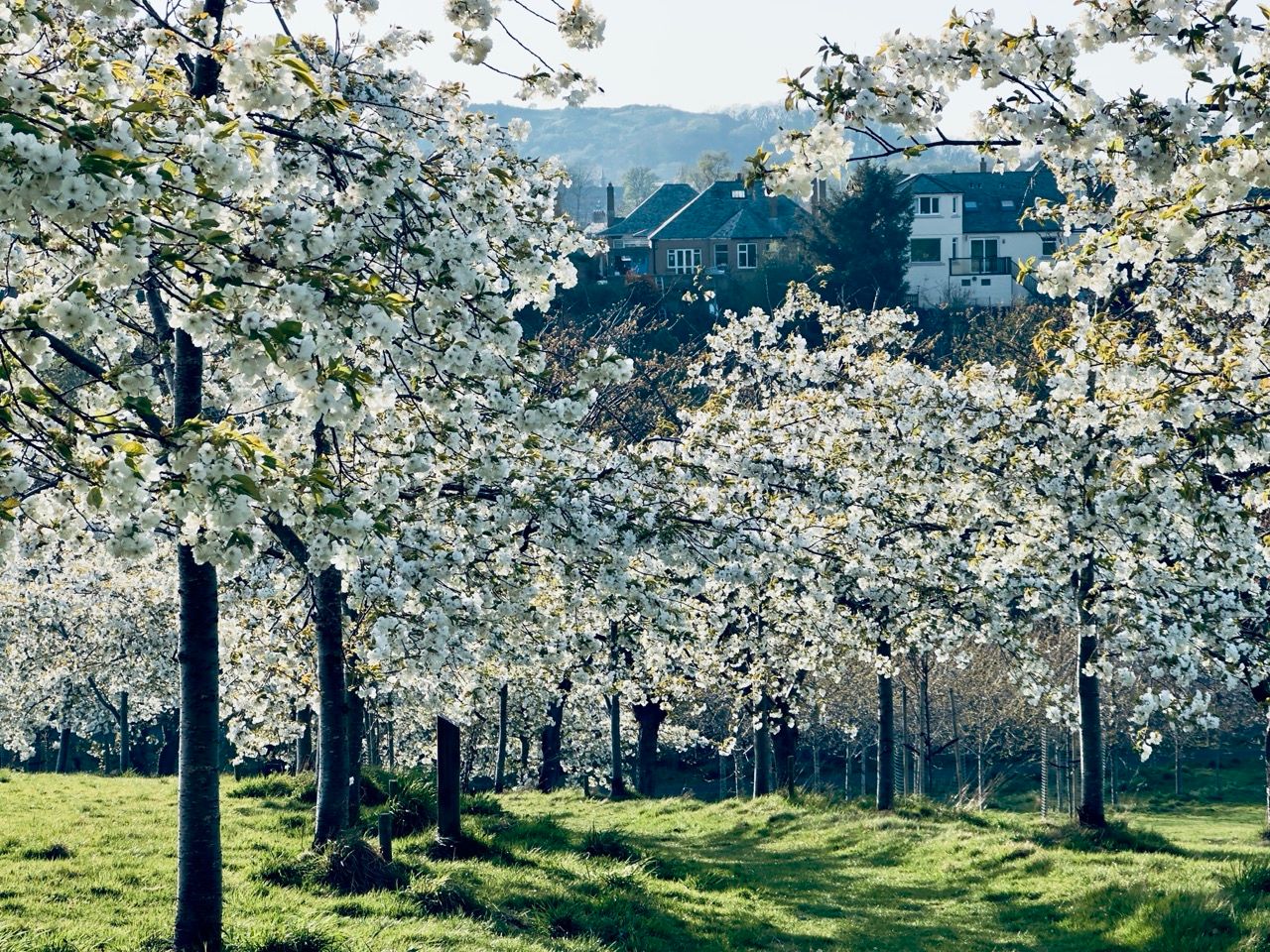 Top 10 Best Places to See Cherry Blossoms in Edinburgh 12 Apr 2025 Braidburn Valley Park white cherry blossoms Large