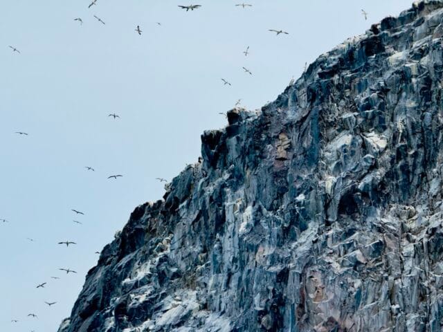 Bass Rock North Berwick June 25 Large