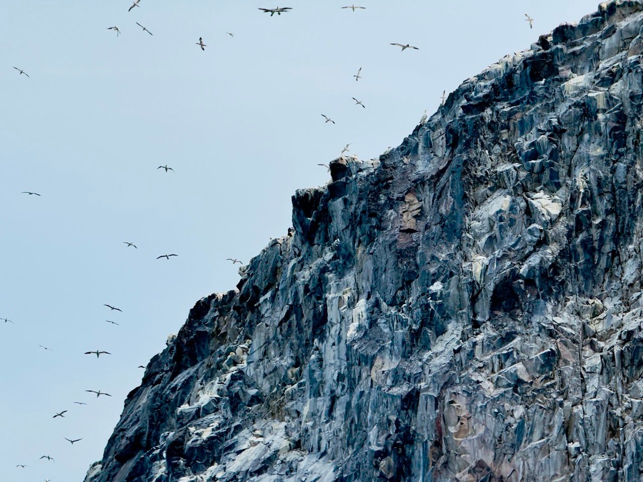 Bass Rock North Berwick June 25 Large