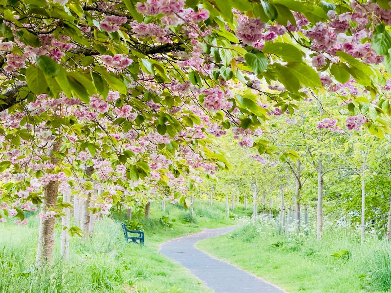 Top 10 Best Places to See Cherry Blossoms in Edinburgh 16 May 2025 Braidburn Valley Park pink cherry blossoms 1 Large