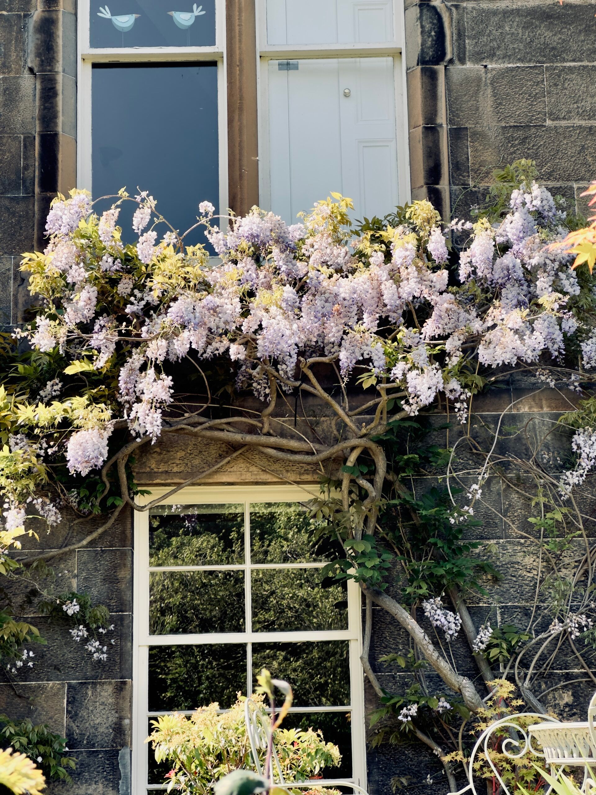 Comely Bank, Edinburgh