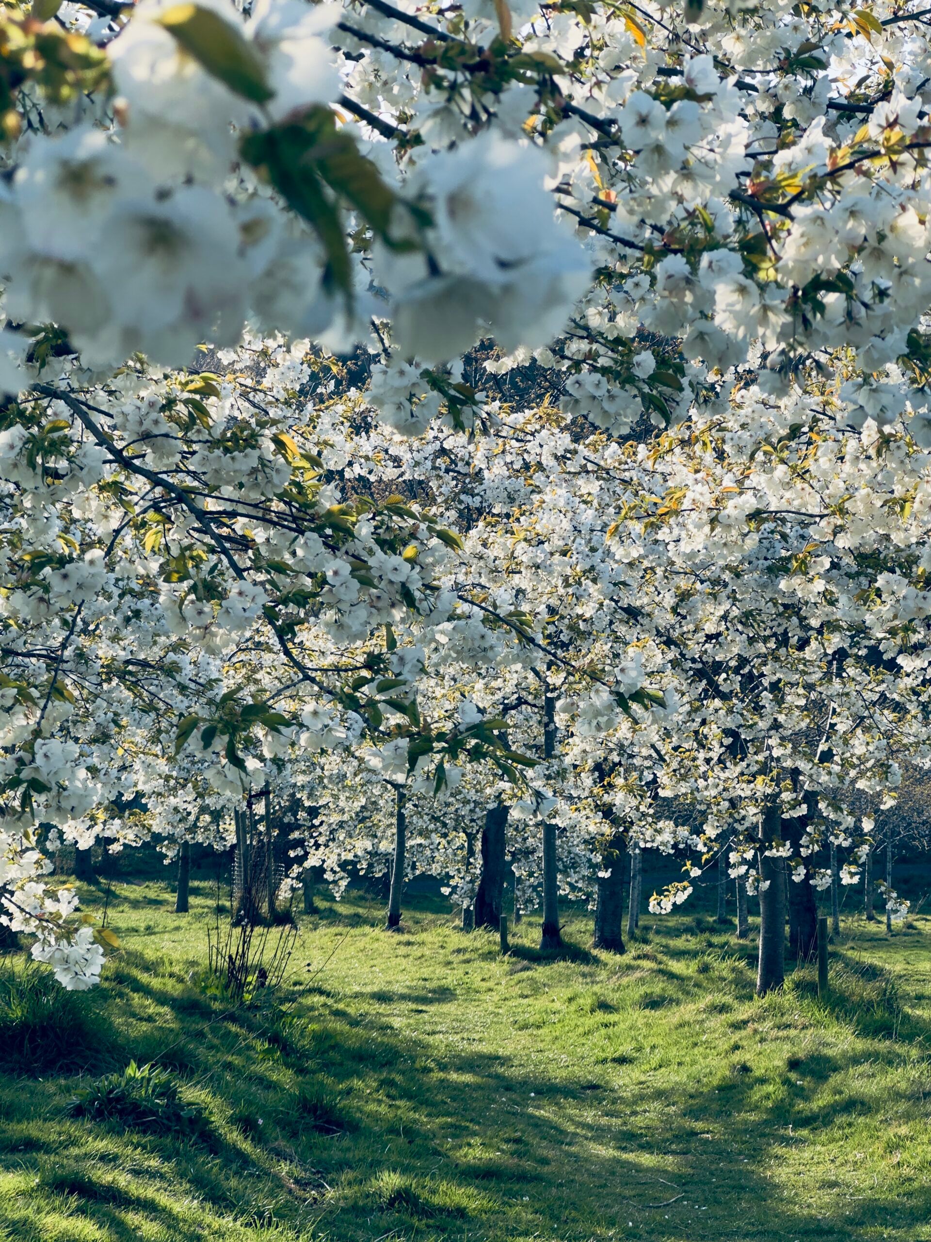 Braidburn Valley Park white cherry blossoms