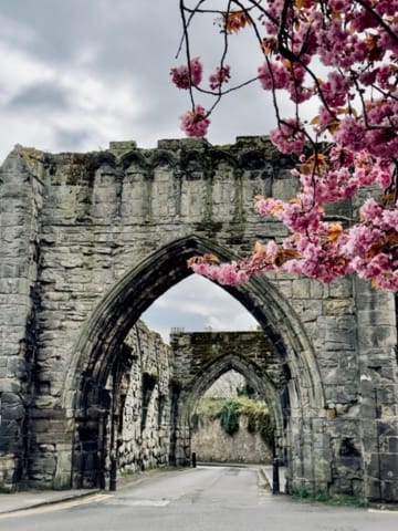 St. Andrews cherry blossoms