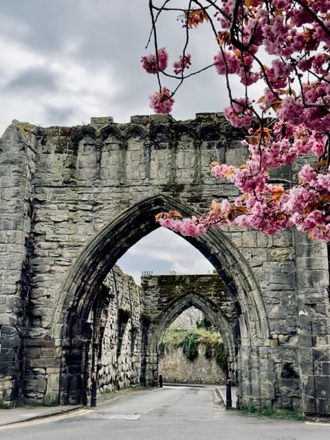 St. Andrews cherry blossoms