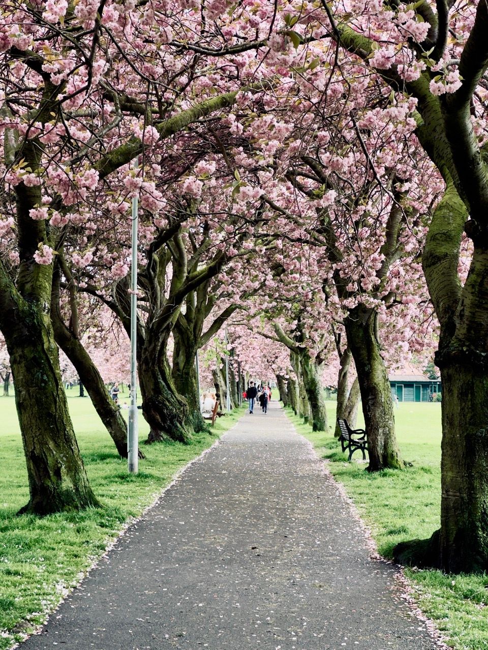 The Meadows