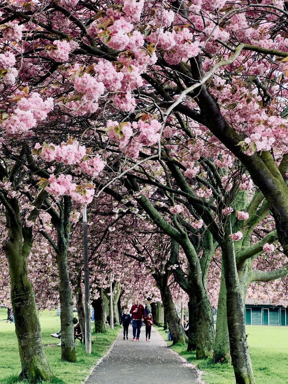 The Meadows