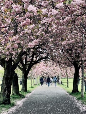 The Meadows