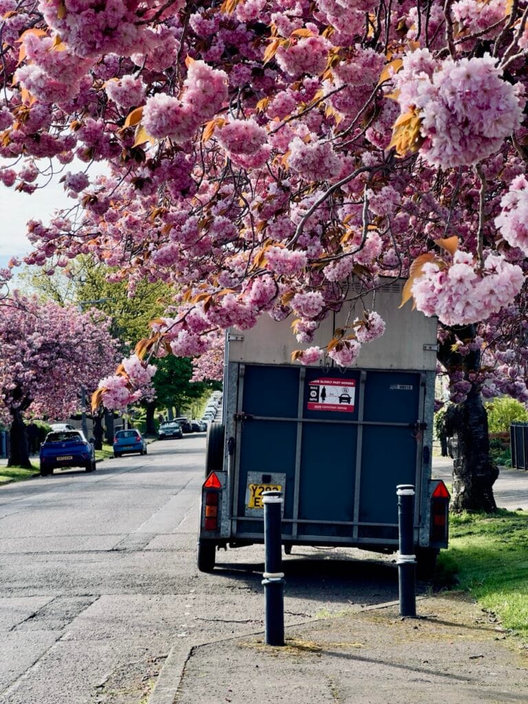 Top 10 Best Places to See Cherry Blossoms in Edinburgh 19 IMG 5961 Large 1