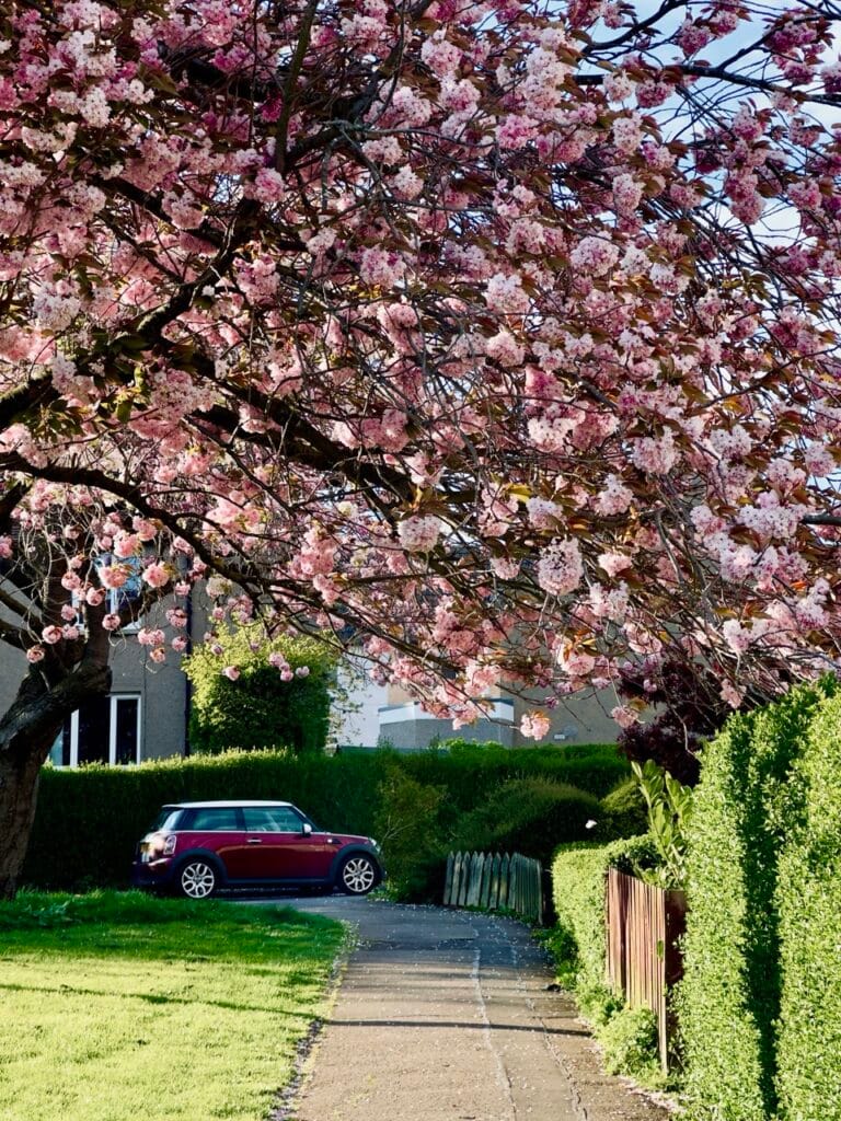 Top 10 Best Places to See Cherry Blossoms in Edinburgh 20 IMG 5979 Large 1