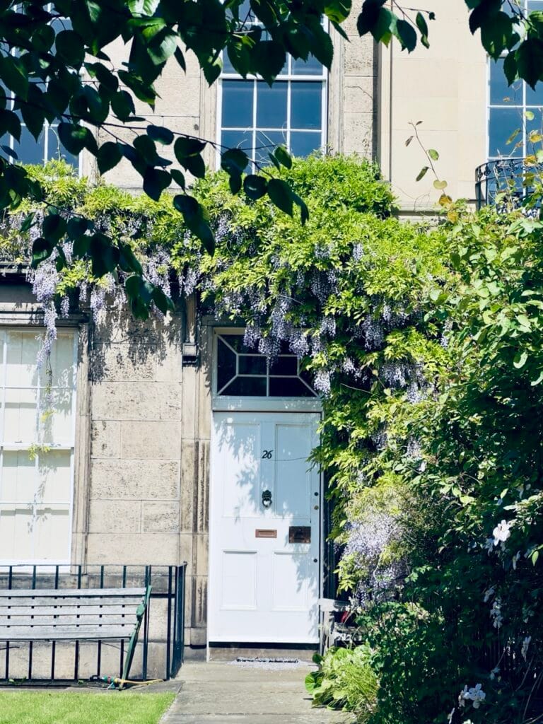 Top 7 Địa Điểm Ngắm Hoa Tử Đằng Đẹp Nhất Ở Edinburgh - Thời Gian Nở Và Gợi Ý Địa Điểm 2 Ann Street 4 Large