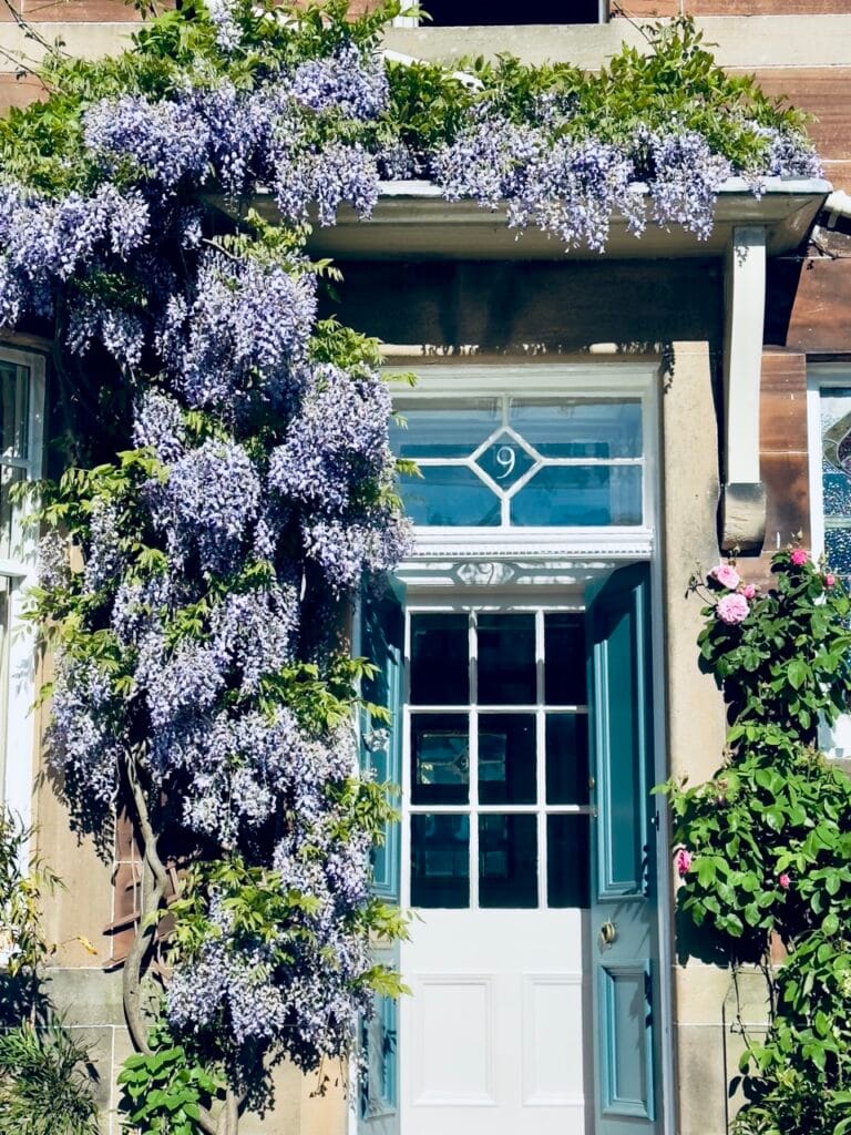 Top 7 Địa Điểm Ngắm Hoa Tử Đằng Đẹp Nhất Ở Edinburgh - Thời Gian Nở Và Gợi Ý Địa Điểm 9 Corstorphine Large
