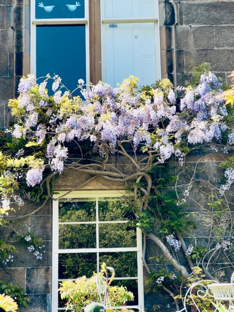 Top 7 Địa Điểm Ngắm Hoa Tử Đằng Đẹp Nhất Ở Edinburgh - Thời Gian Nở Và Gợi Ý Địa Điểm 3 ann street 2 Large