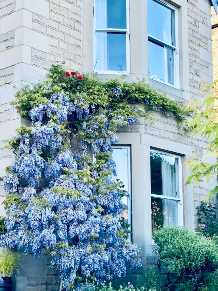 Top 7 Địa Điểm Ngắm Hoa Tử Đằng Đẹp Nhất Ở Edinburgh - Thời Gian Nở Và Gợi Ý Địa Điểm 11 morningside Large