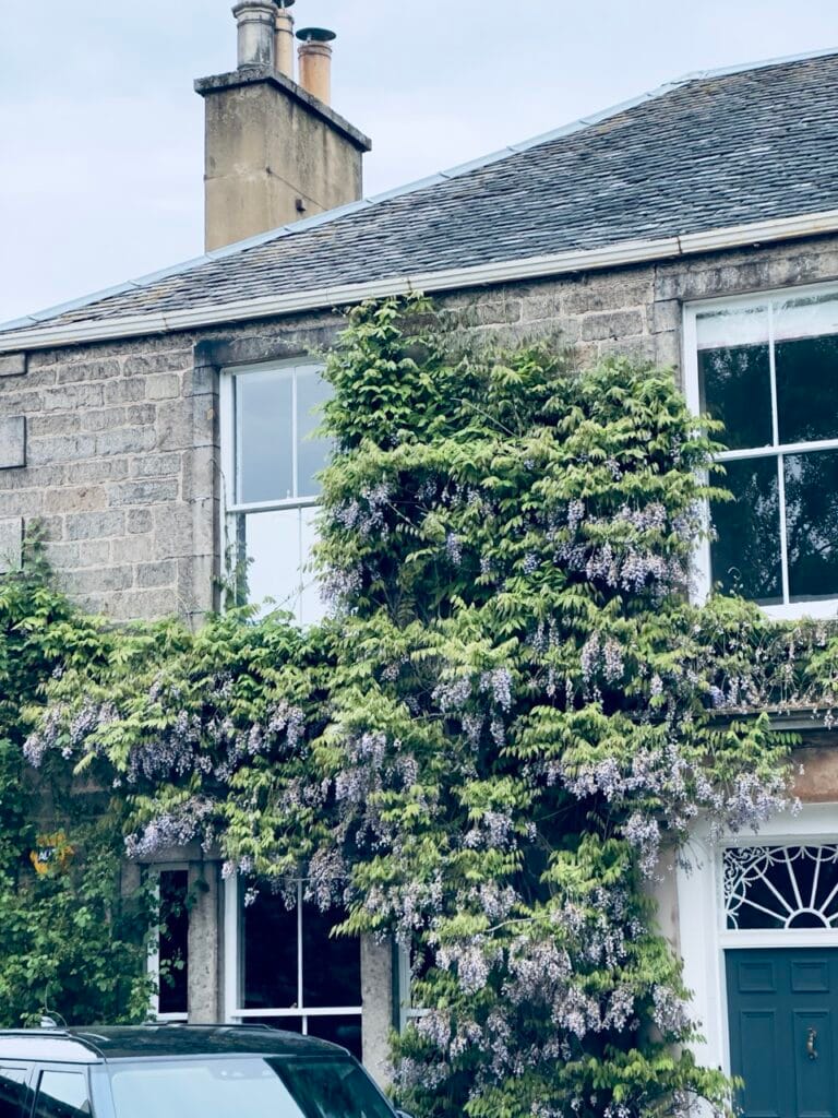Top 7 Địa Điểm Ngắm Hoa Tử Đằng Đẹp Nhất Ở Edinburgh - Thời Gian Nở Và Gợi Ý Địa Điểm 8 newhaven 2 Large