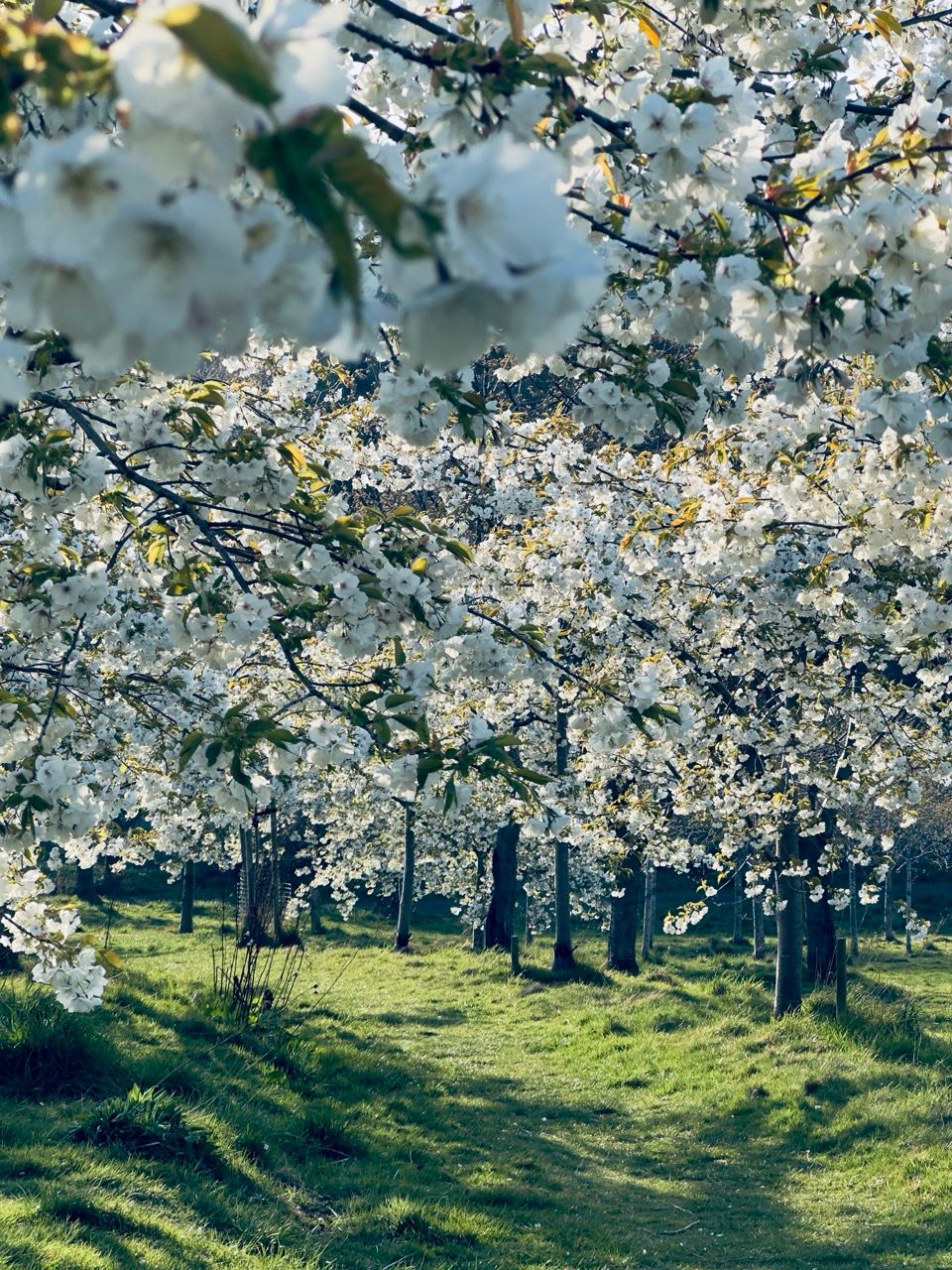 Top 10 Best Places to See Cherry Blossoms in Edinburgh 13 Apr 2025 Braidburn Valley Park white cherry blossoms 1 Large